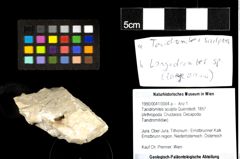 Foto (Objekt + Etiketten) von Tanidromites sculpta (Quenstedt, 1857) (NHMW-GEO-1990-0041-0004a)